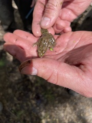 Lithobates yavapaiensis