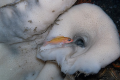 Sebastes constellatus