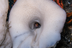 Sebastes constellatus