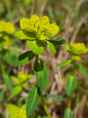 Euphorbia verrucosa