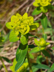 Euphorbia verrucosa