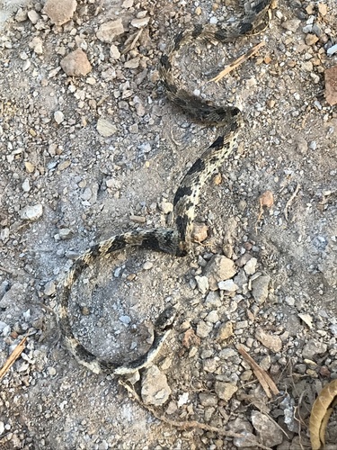 Brazilian Slug-eating Snake, Dipsas mikanii