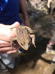 Lithobates yavapaiensis