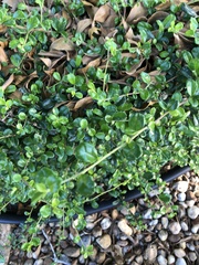 Ehretia microphylla