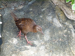 Gallirallus australis scotti