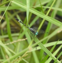 Micrathyria catenata