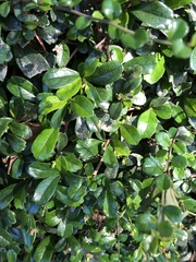 Ehretia microphylla