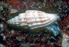 Vexillum suluense