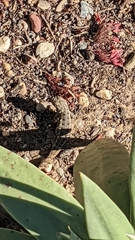 Sceloporus occidentalis
