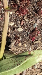 Sceloporus occidentalis