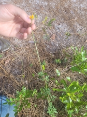 Chapmannia floridana