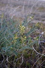 Astragalus lentiginosus nigricalycis