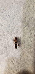 Neoclytus acuminatus