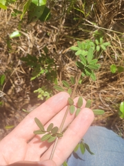 Chapmannia floridana