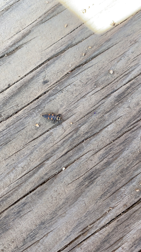 iNaturalist observation photo of Black-spotted Lady Beetles