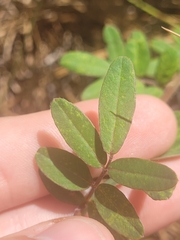 Chapmannia floridana