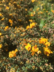 Pultenaea gunnii