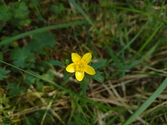 Ranunculus multifidus