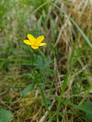 Ranunculus multifidus