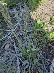 Poa arachnifera