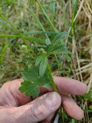 Ranunculus multifidus