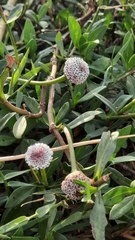 Spilanthes leiocarpa