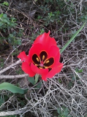Tulipa agenensis