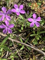 Phlox cuspidata