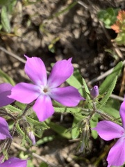Phlox cuspidata