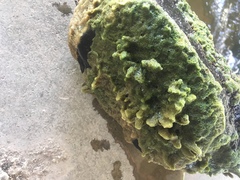 Ephydatia fluviatilis
