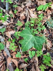 Hedera helix