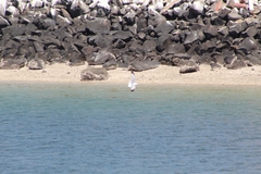 Laridae