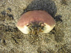 Pseudocorystes sicarius