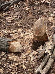 Castor canadensis carolinensis