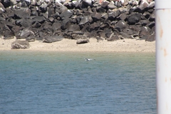 Laridae