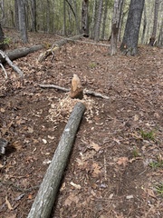 Castor canadensis carolinensis