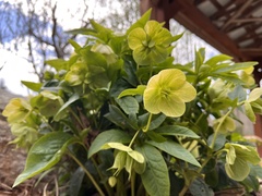Helleborus foetidus