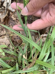 Carex pigra