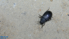 Heterotarsus carinula