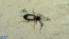 Dolichus halensis
