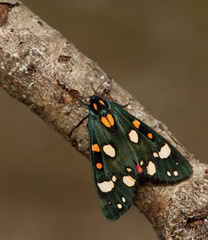 Callimorpha dominula