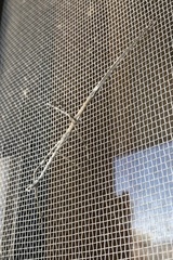 Pseudosermyle straminea