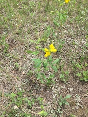 Thermopsis montana