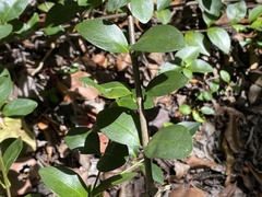 Chiococca parvifolia