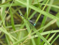 Micrathyria catenata