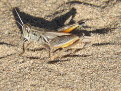 Dichroplus pratensis