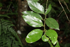 Cryptocarya triplinervis pubens