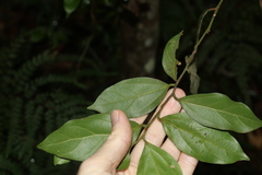 Cryptocarya triplinervis pubens