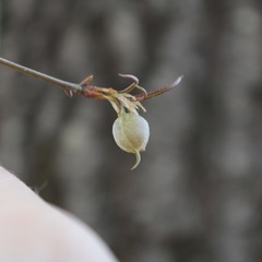 Dryocosmus quercuslaurifoliae