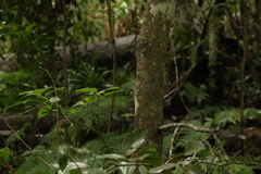 Cryptocarya triplinervis pubens